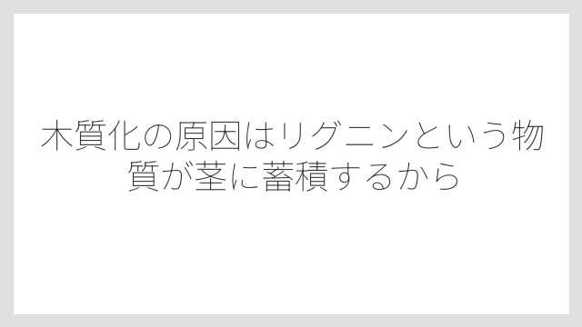 木質化の原因はリグニンという物質が茎に蓄積するから