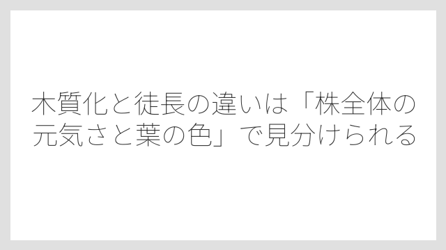 木質化と徒長の違いは「株全体の元気さと葉の色」で見分けられる