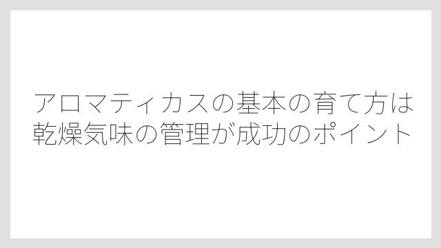 アロマティカスの基本の育て方は乾燥気味の管理が成功のポイント