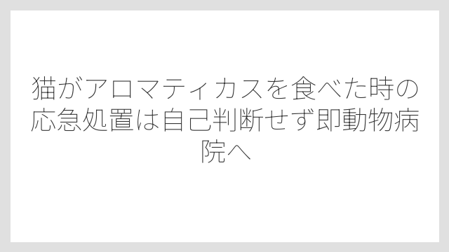 猫がアロマティカスを食べた時の応急処置は自己判断せず即動物病院へ