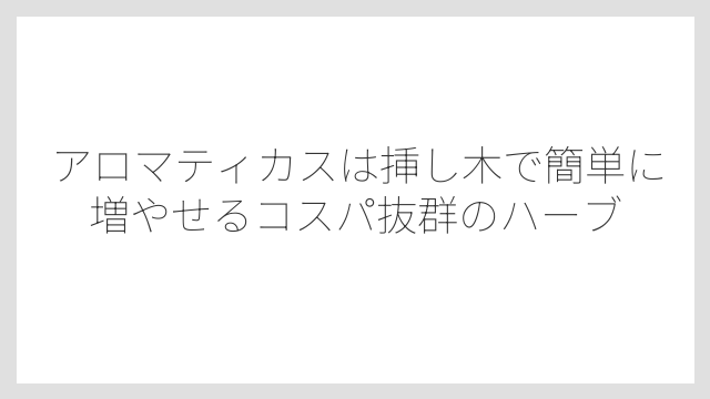 アロマティカスは挿し木で簡単に増やせるコスパ抜群のハーブ
