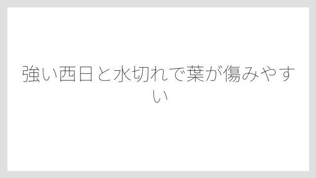 強い西日と水切れで葉が傷みやすい