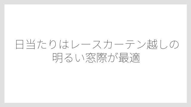 日当たりはレースカーテン越しの明るい窓際が最適