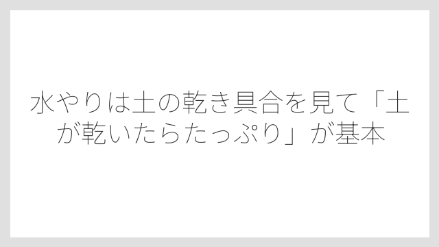 水やりは土の乾き具合を見て「土が乾いたらたっぷり」が基本