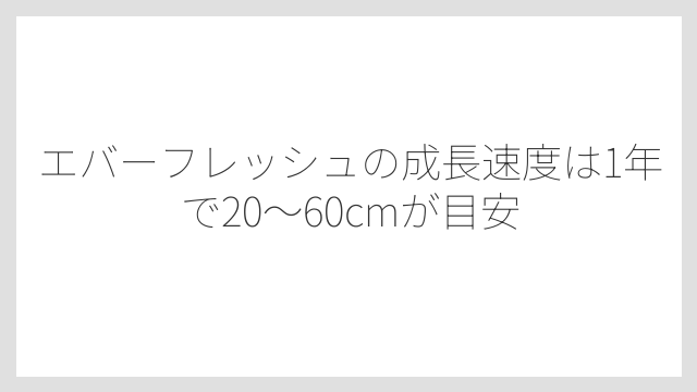 エバーフレッシュの成長速度は1年で20〜60cmが目安