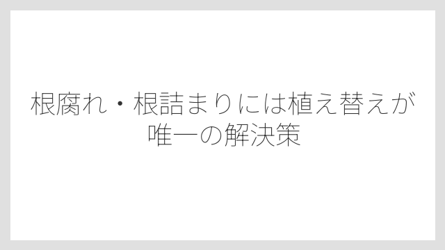 根腐れ・根詰まりには植え替えが唯一の解決策