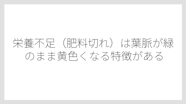栄養不足（肥料切れ）は葉脈が緑のまま黄色くなる特徴がある