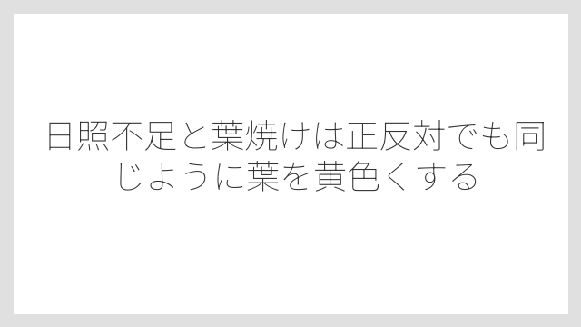 日照不足と葉焼けは正反対でも同じように葉を黄色くする