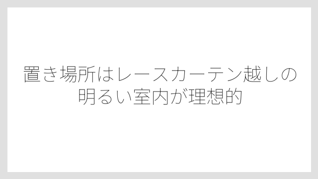 置き場所はレースカーテン越しの明るい室内が理想的