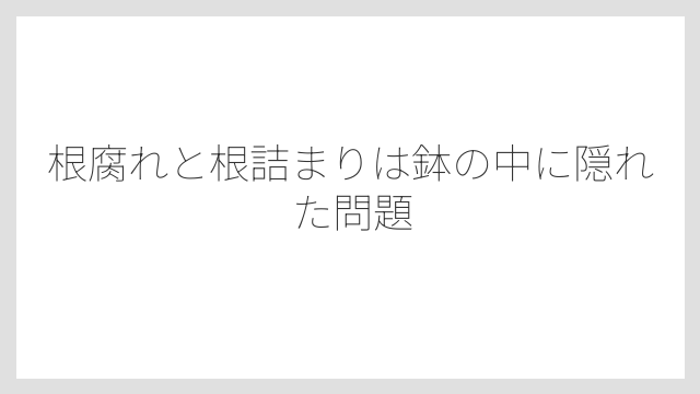 根腐れと根詰まりは鉢の中に隠れた問題
