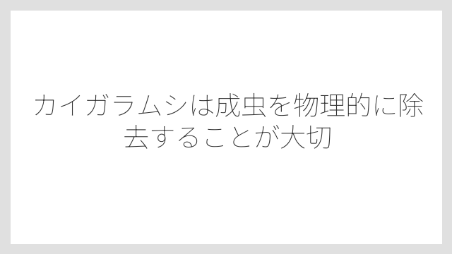 カイガラムシは成虫を物理的に除去することが大切