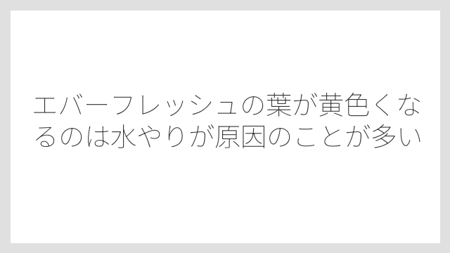 エバーフレッシュの葉が黄色くなるのは水やりが原因のことが多い