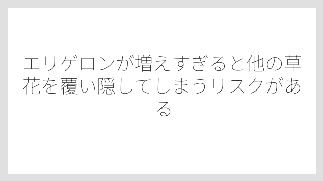 エリゲロンが増えすぎると他の草花を覆い隠してしまうリスクがある