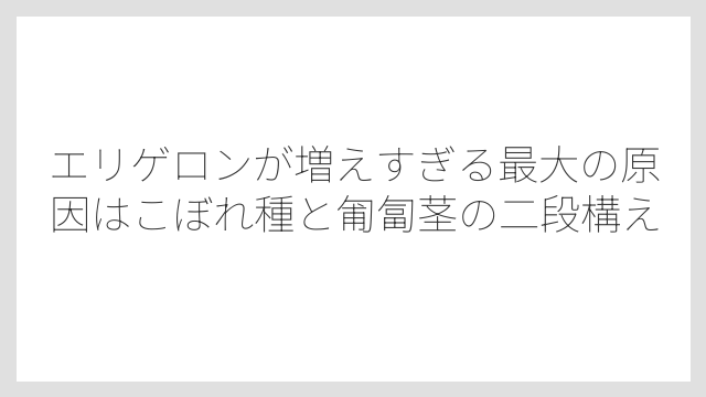 エリゲロンが増えすぎる最大の原因はこぼれ種と匍匐茎の二段構え
