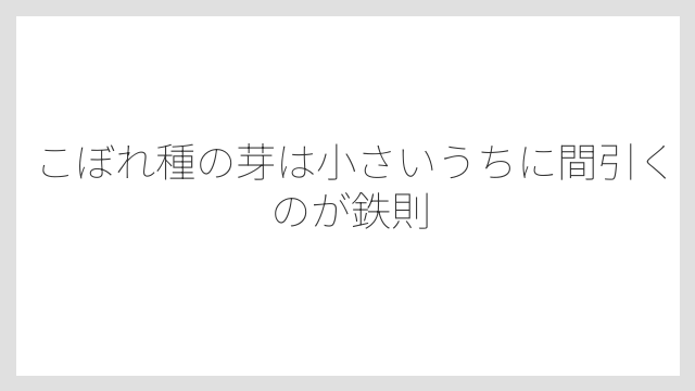 こぼれ種の芽は小さいうちに間引くのが鉄則