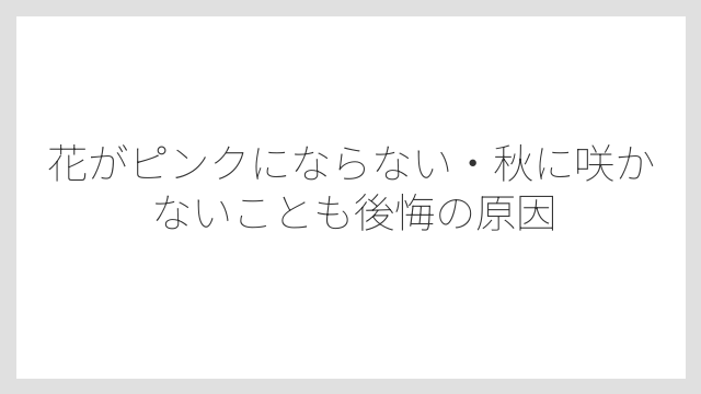 花がピンクにならない・秋に咲かないことも後悔の原因