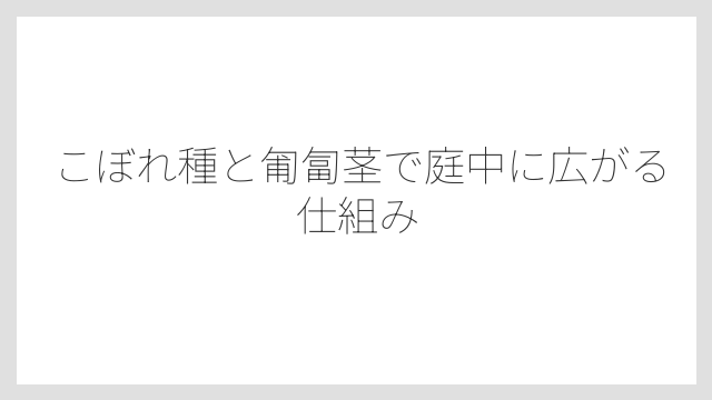 こぼれ種と匍匐茎で庭中に広がる仕組み