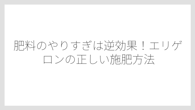肥料のやりすぎは逆効果！エリゲロンの正しい施肥方法