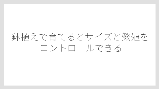 鉢植えで育てるとサイズと繁殖をコントロールできる