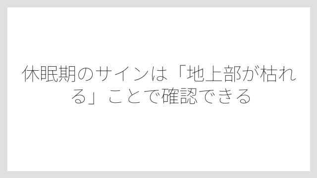 休眠期のサインは「地上部が枯れる」ことで確認できる
