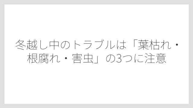 冬越し中のトラブルは「葉枯れ・根腐れ・害虫」の3つに注意