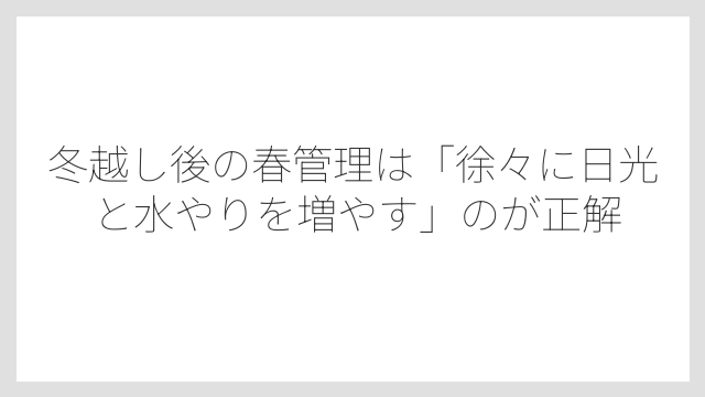 冬越し後の春管理は「徐々に日光と水やりを増やす」のが正解