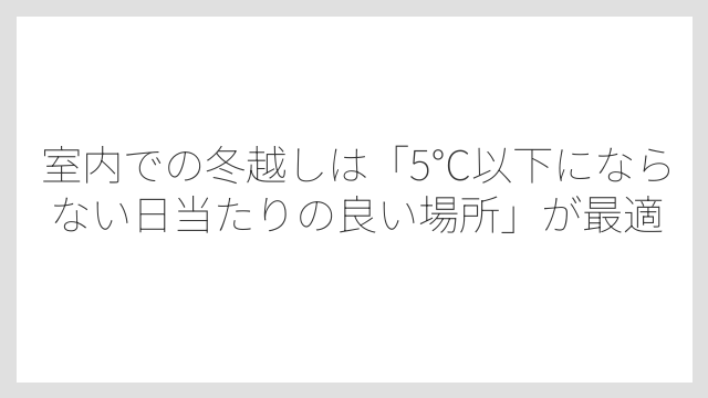 室内での冬越しは「5℃以下にならない日当たりの良い場所」が最適