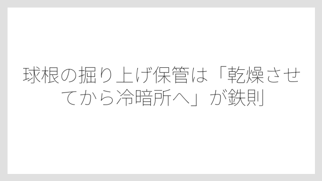 球根の掘り上げ保管は「乾燥させてから冷暗所へ」が鉄則