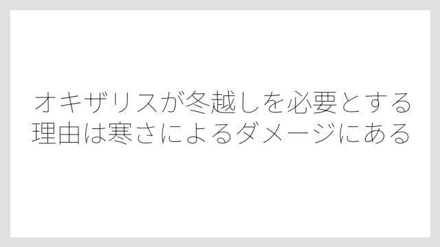 オキザリスが冬越しを必要とする理由は寒さによるダメージにある