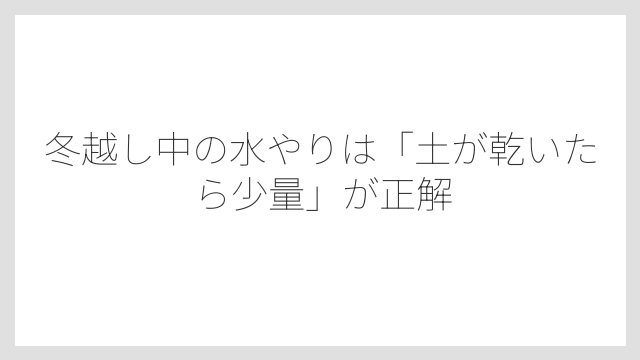 冬越し中の水やりは「土が乾いたら少量」が正解