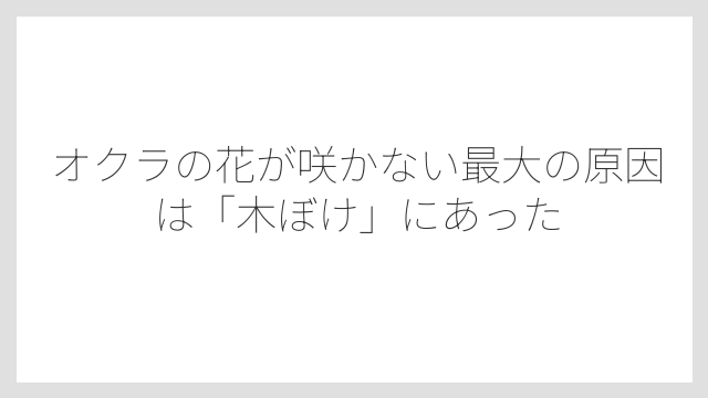 オクラの花が咲かない最大の原因は「木ぼけ」にあった