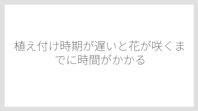 植え付け時期が遅いと花が咲くまでに時間がかかる
