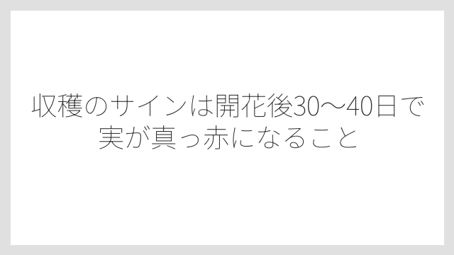収穫のサインは開花後30〜40日で実が真っ赤になること