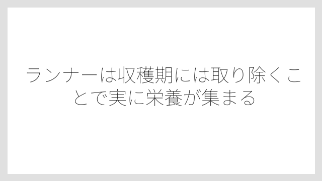 ランナーは収穫期には取り除くことで実に栄養が集まる