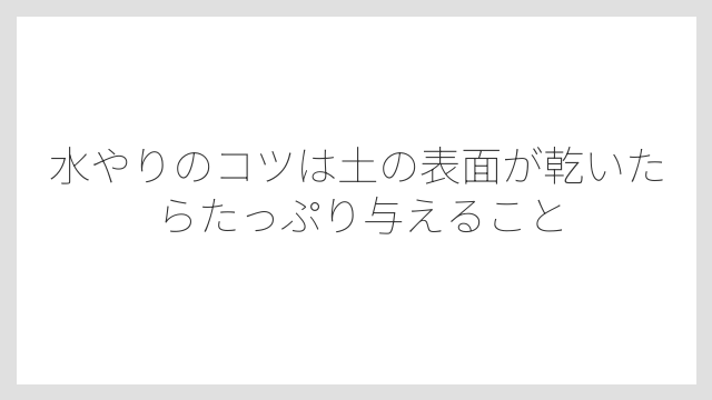 水やりのコツは土の表面が乾いたらたっぷり与えること