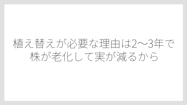 植え替えが必要な理由は2〜3年で株が老化して実が減るから