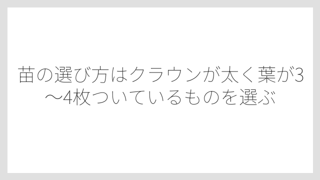 苗の選び方はクラウンが太く葉が3〜4枚ついているものを選ぶ