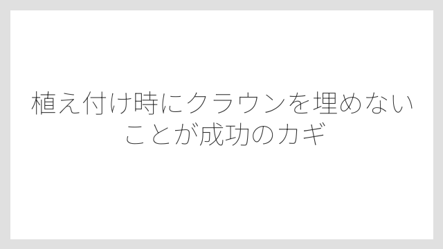 植え付け時にクラウンを埋めないことが成功のカギ