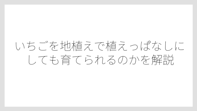 いちごを地植えで植えっぱなしにしても育てられるのかを解説