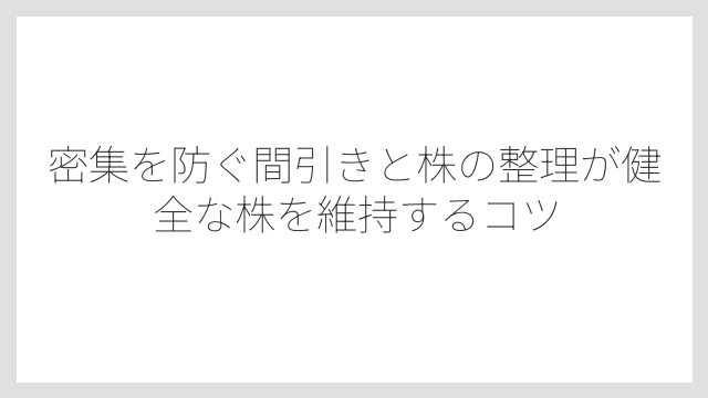 密集を防ぐ間引きと株の整理が健全な株を維持するコツ