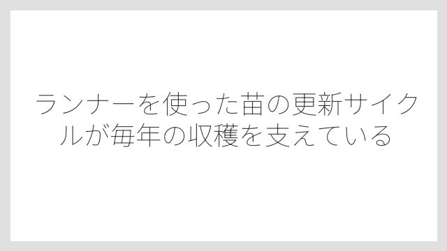 ランナーを使った苗の更新サイクルが毎年の収穫を支えている