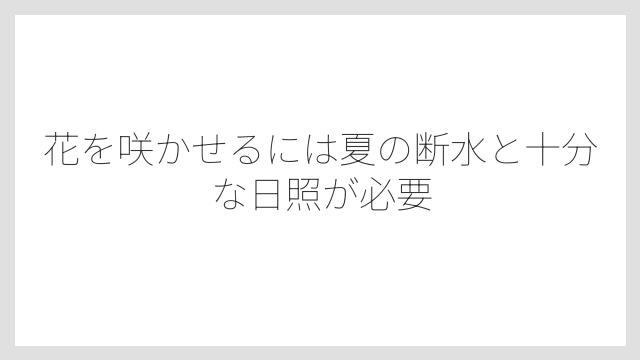 花を咲かせるには夏の断水と十分な日照が必要