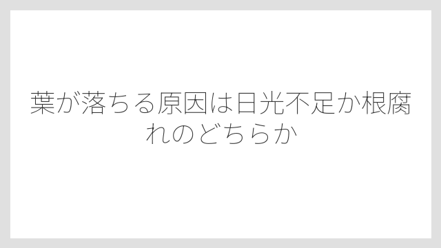 葉が落ちる原因は日光不足か根腐れのどちらか