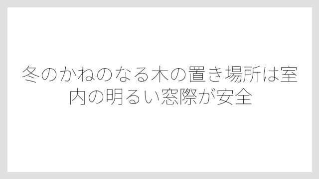 冬のかねのなる木の置き場所は室内の明るい窓際が安全