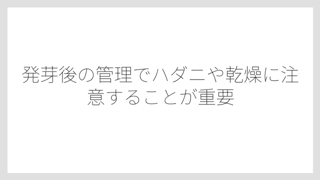 発芽後の管理でハダニや乾燥に注意することが重要