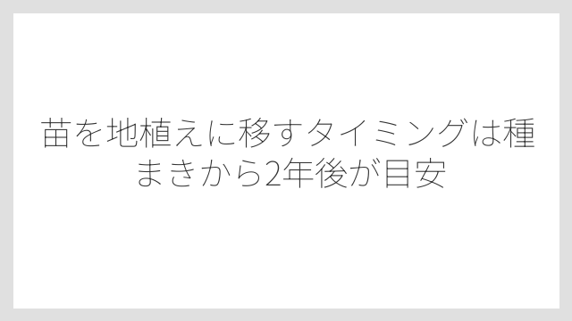 苗を地植えに移すタイミングは種まきから2年後が目安