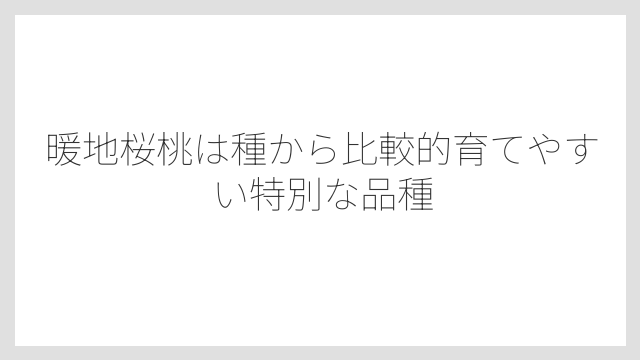 暖地桜桃は種から比較的育てやすい特別な品種