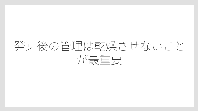 発芽後の管理は乾燥させないことが最重要