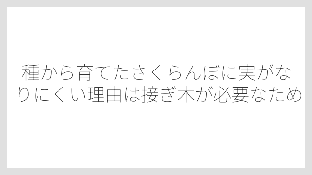 種から育てたさくらんぼに実がなりにくい理由は接ぎ木が必要なため