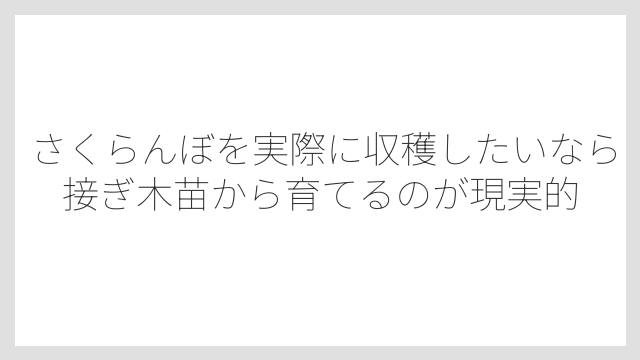 さくらんぼを実際に収穫したいなら接ぎ木苗から育てるのが現実的